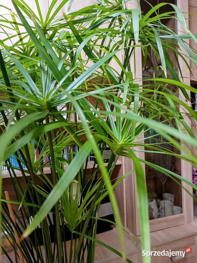 Kwiat doniczkowy Papirus Dzierżoniów sprzedam