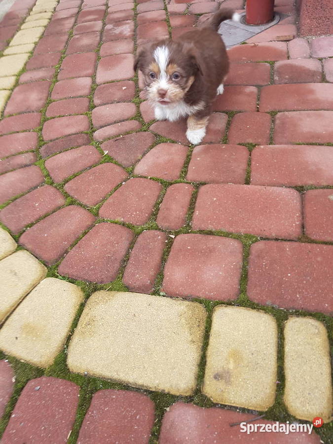 Piwski mamie shih tzu oddam w ręce podkarpackie Mielec