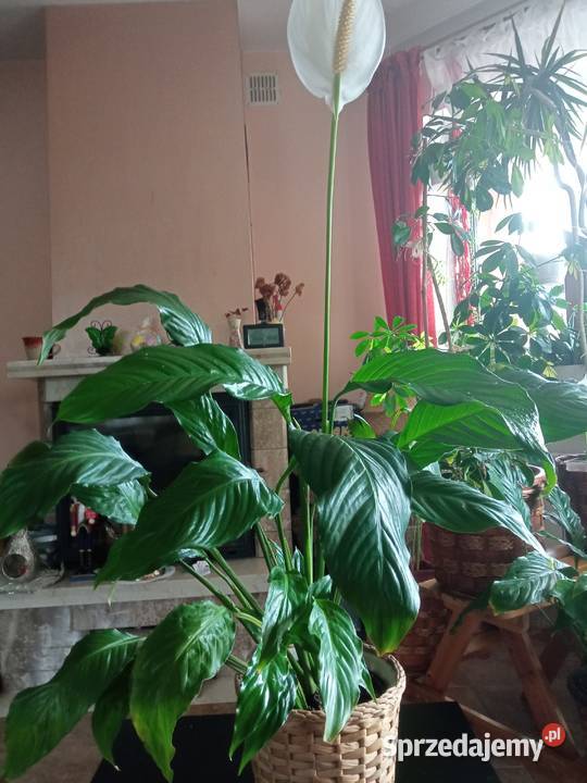 Ozdoba domu skrzydłokwiat Kwitnące Nowy Sącz