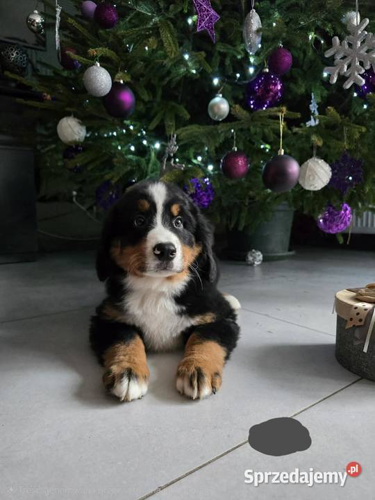 Berneńczyk czyli Berneński Pies Pasterski Lublin