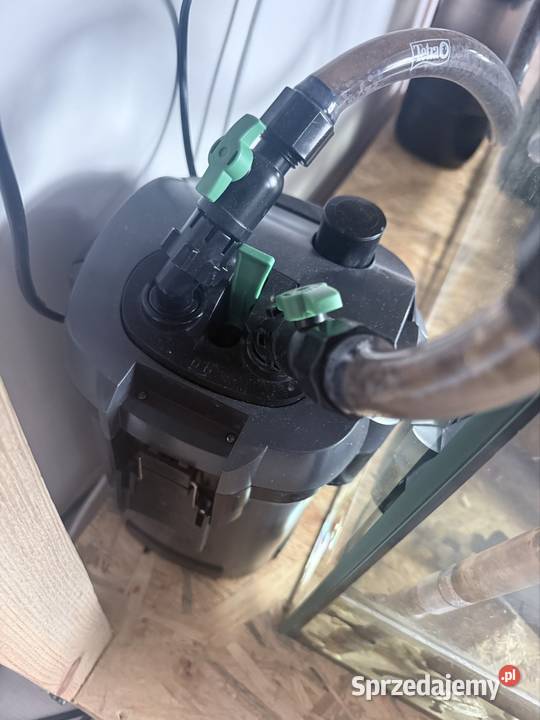 Żółw Kołodziejewo