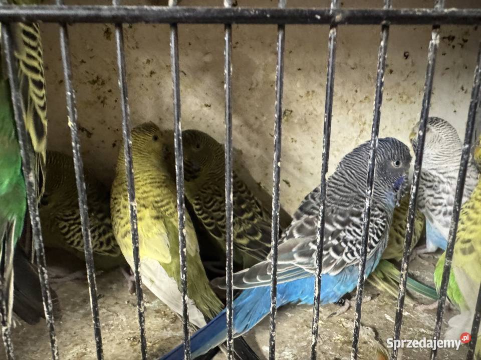 Falista Blacface Kąkolewo