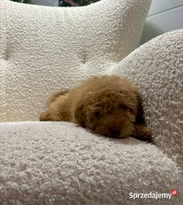 Odchowany synek Maltipoo Maltanczyk Pudel Toy Warszawa