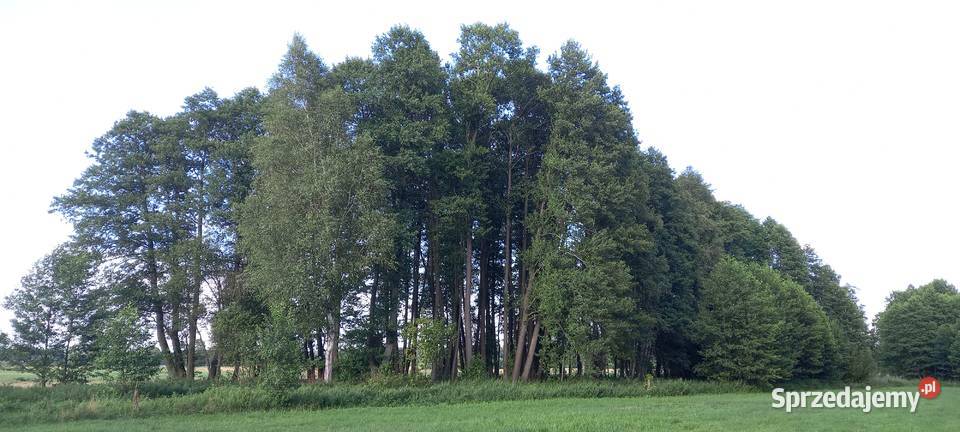 Sprzedam działkę rolną z możliwością zabudowy mazowieckie Ostrów Mazowiecka sprzedam
