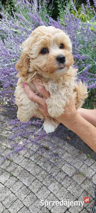 Szczeniaczek chłopiec Rosyjska Bolonka Kolorowa