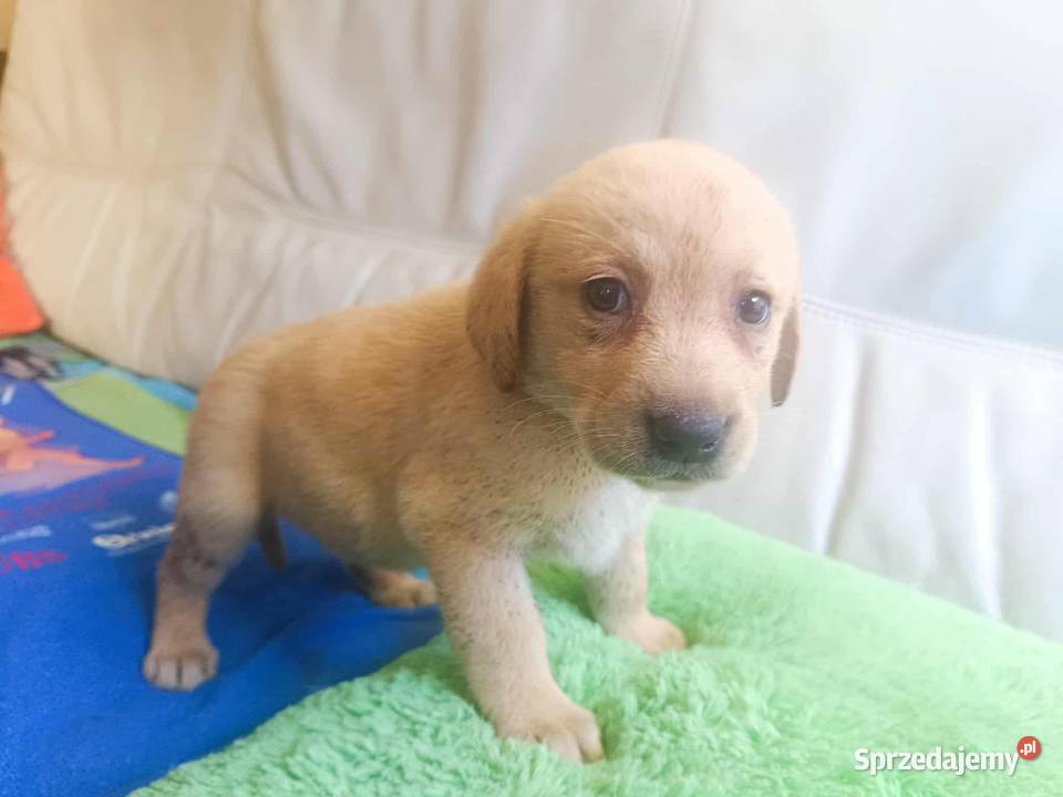 Labrador szczeniak Bielsko Biała Bielsko-Biała