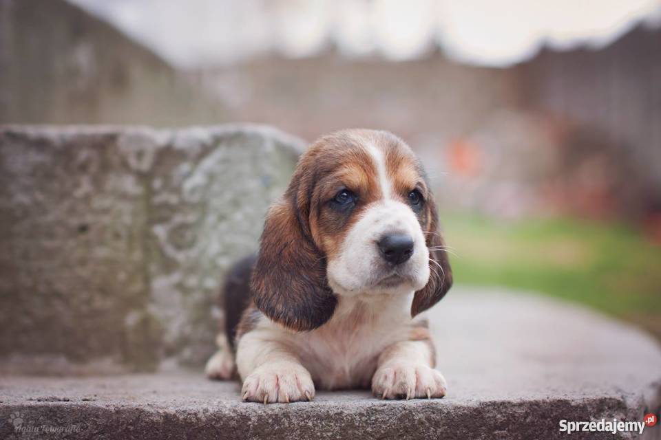 Szczenieta basset hound Championach z rodowodem Jaworzno