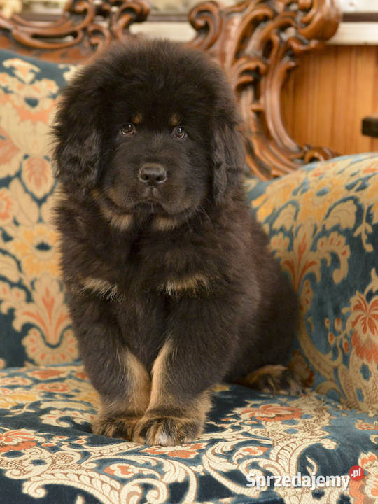 Mastif Tybetański Pozostałe Pozostałe Sandomierz