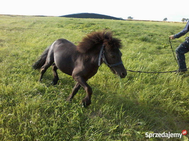 kuca walijskiego Myśliborki sprzedam