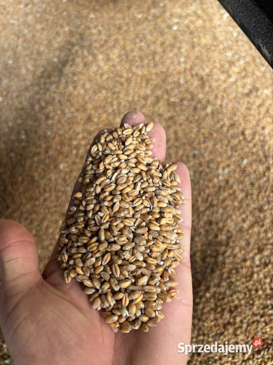 Pszenica ozima zbiór 2025 Zboża Gruszów