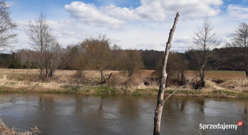 Ziemia rolna 2 hektary Brzóza gmGłowaczów Sprzedaż mazowieckie Warszawa