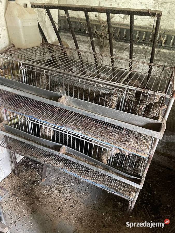 Przepiórki z klatkami