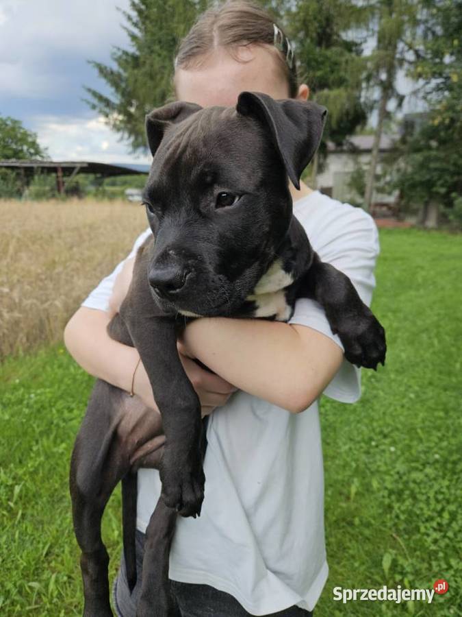 Amstaff American Staffordshire Terrier Czarna