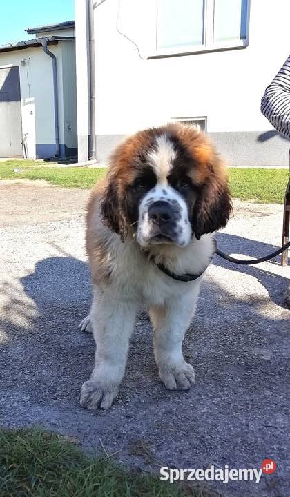 Bernardyny długowłose Bernardyn świętokrzyskie