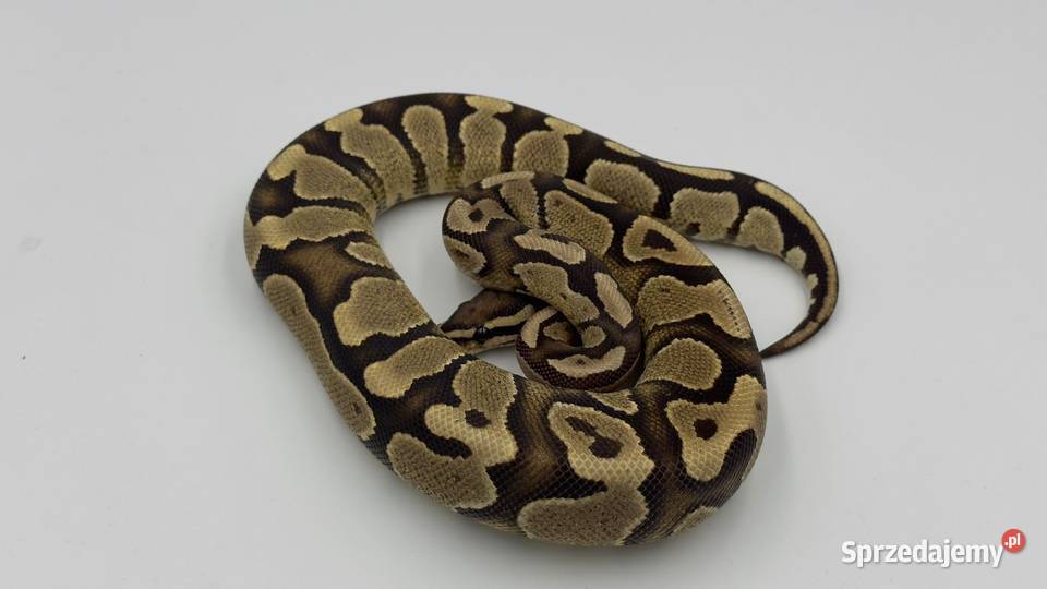 Fire Yellow belly samica Pyton królewski regius Chorzów