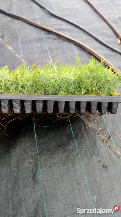 Sadzonki Tuji szmaragd multiplaty lubelskie Choszczów