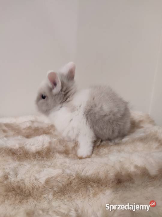 Królik miniaturka Dąbrowa Górnicza