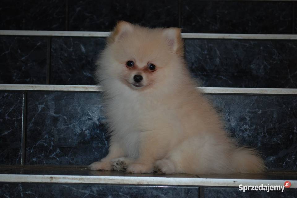 Szpice szukają domu Szpic miniaturowy Szczecin