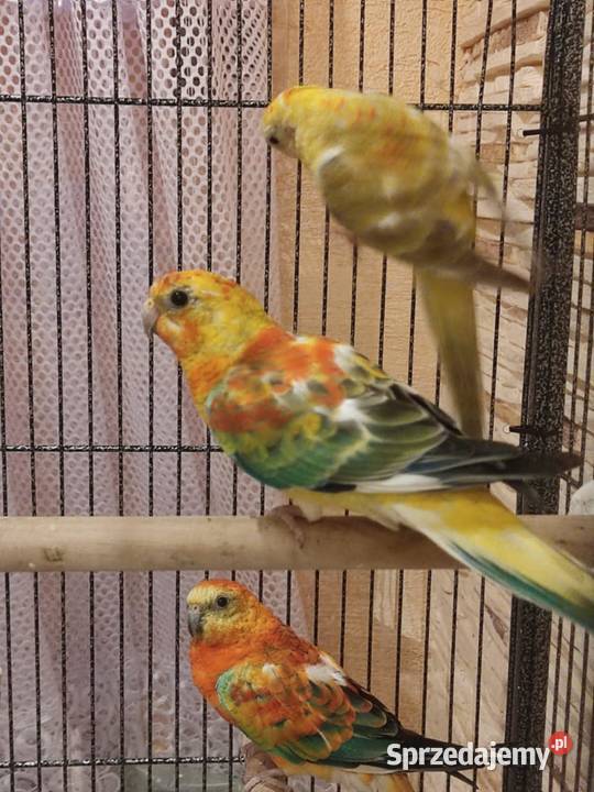 papugi świergotki papuga świergotka na sprzedaż sprzedam