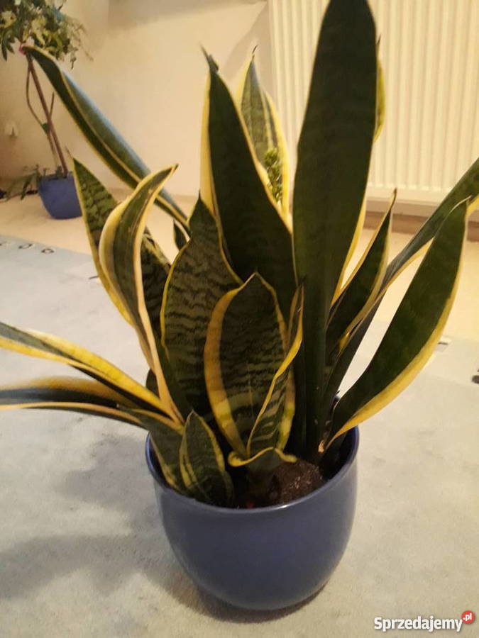 Roślina doniczkowa domowa Sanseviera kwitnąca Poznań