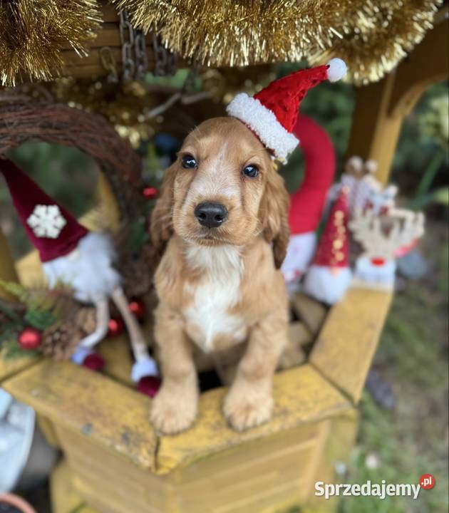 Śliczny piesek Cocker Spaniel Angielski złoty z Sandomierz sprzedam