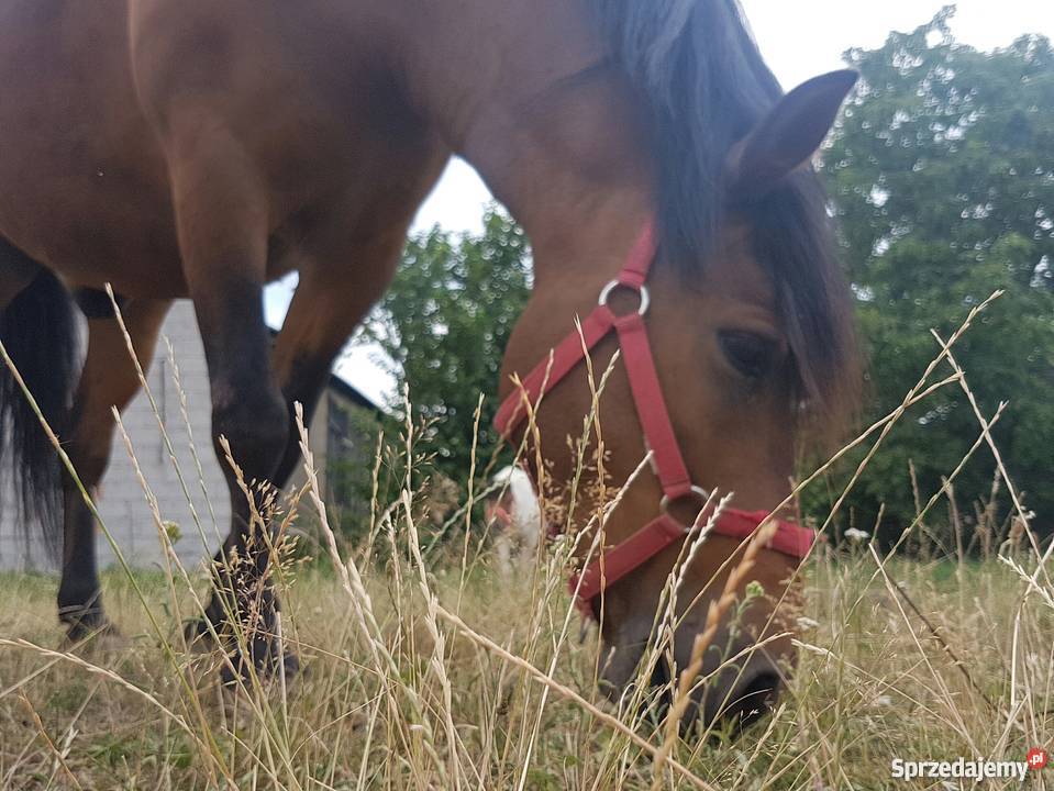 Klacz huculska wałach huculski Łódź sprzedam