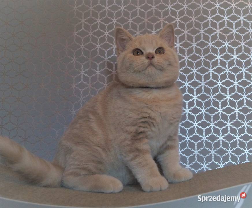 Kocurek Kremowy Brytyjska Rodowód PZFWCF