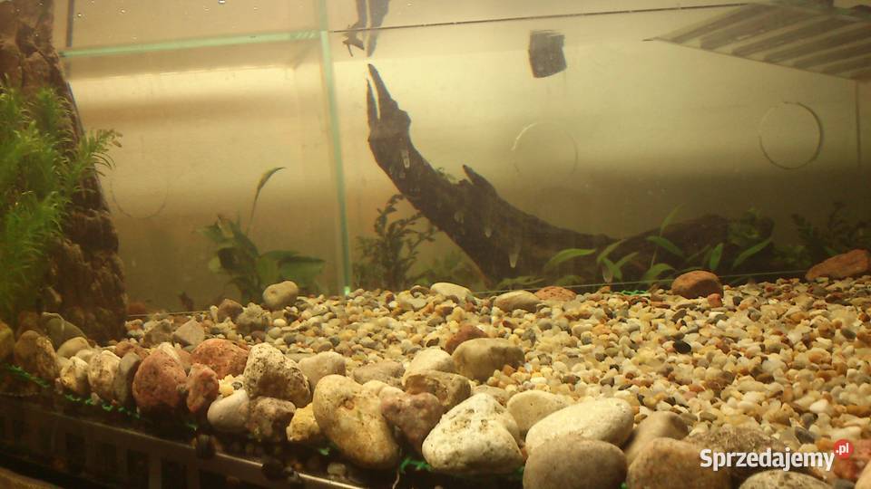 Terrarium akwarium z wyposażeniem mazowieckie Józefin