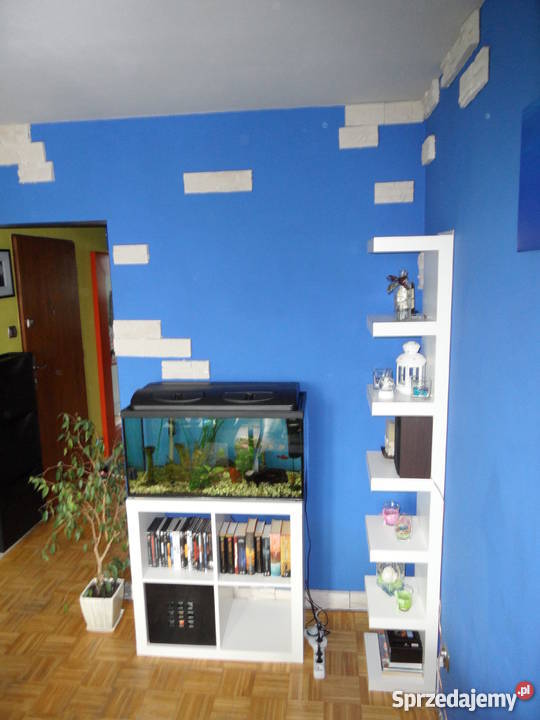 Bugaj Wajsówny BEZPOŚREDNIO Pabianice sprzedam