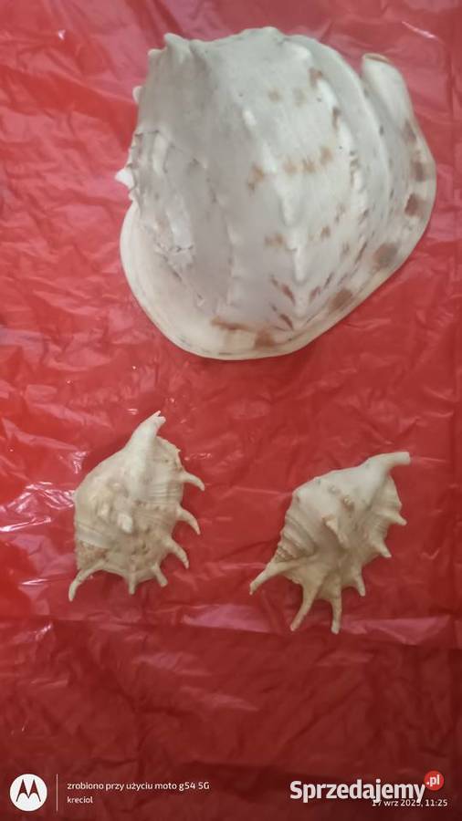 Muszla morska hełmowca waga 16 2 muszle