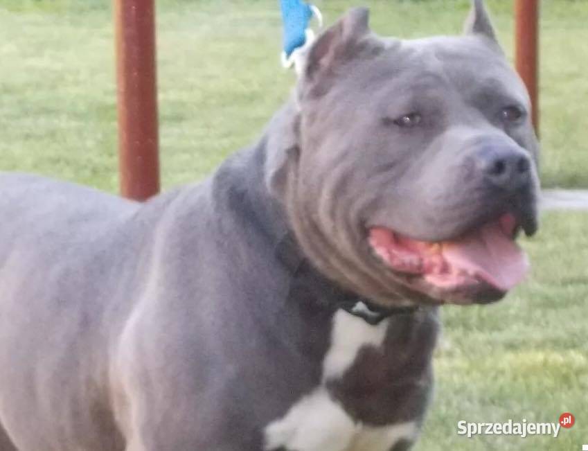 AmstaffBlue Suczki Amstaff