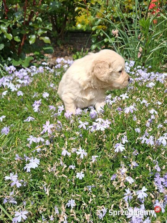 Szczenięta Golden Retriver Golden Retriever