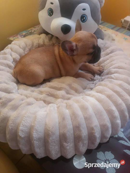 Suczki buldog francuski Płońsk