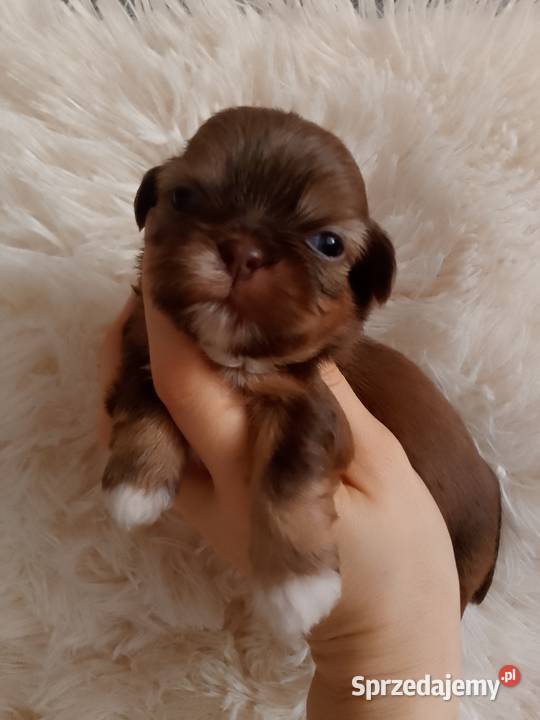 Piękna czekoladowo złota suczka ShihTzu szuka Shih Tzu opolskie Namysłów