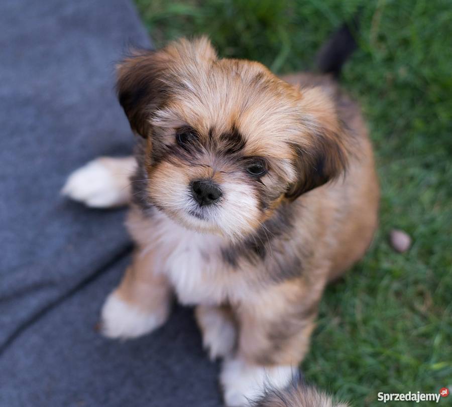 Lhasa Apso rodowodowe szczeniaki kuzyn Shih Tzu Tarnowskie Góry