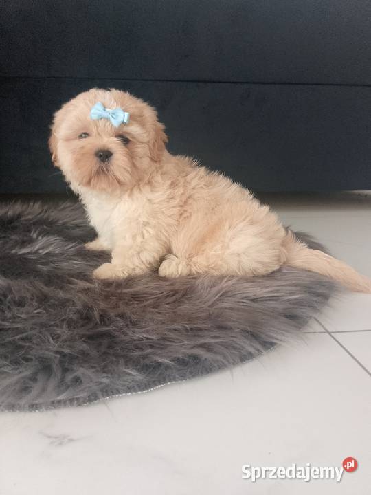 Ostatni piesek rasy ShihTzu szuka domku Shih Tzu Shih Tzu opolskie Namysłów