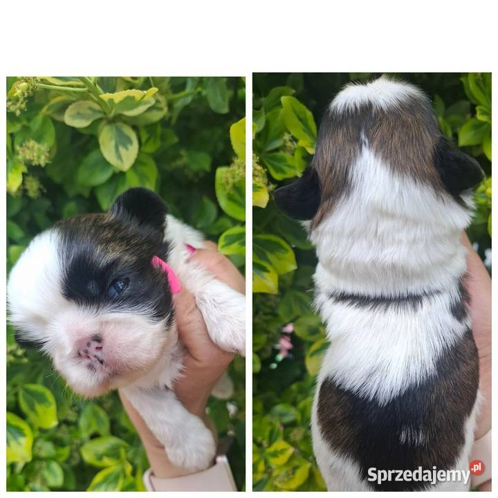 Suczka suczki rasy shih tzu z genem czekoladowym Rzeszów sprzedam