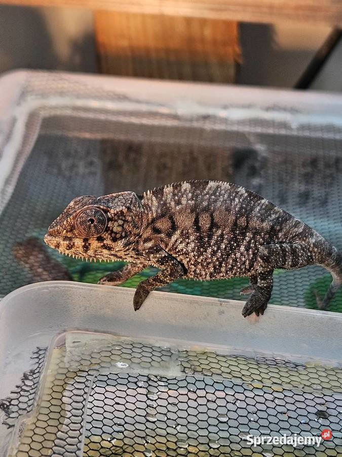 Kameleon lamparci Nosy Be True Blue Furcifer Wrocław