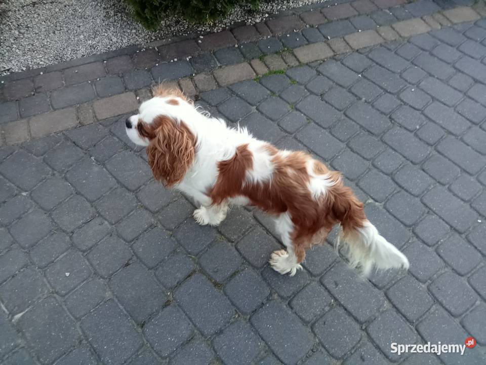 Cavalier king charles spaniel repreduktor Kurów sprzedam