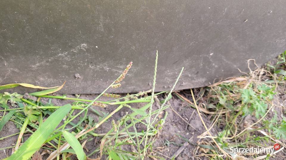 Drzwi Citroen Xsara Picasso osobowe mazowieckie Łagów