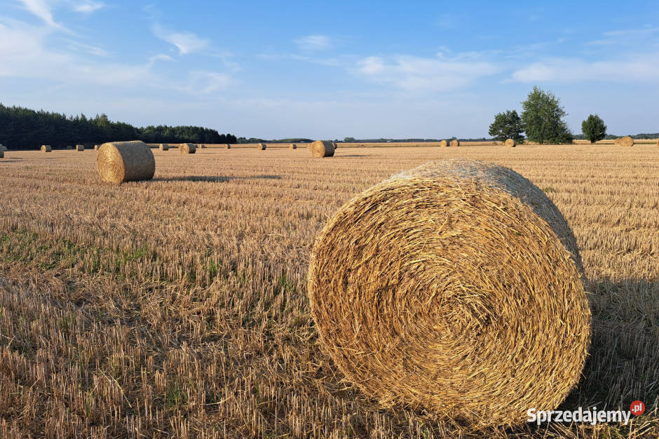 Sprzedam słome z żyta Frygnowo
