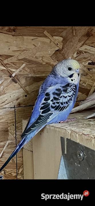 Papugi faliste tęczowe