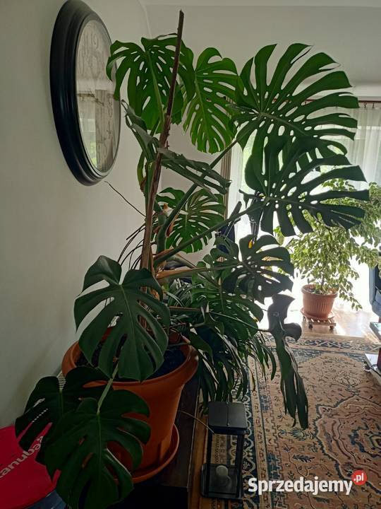 Monstera duża z donicą podkarpackie Wola Zarczycka sprzedam