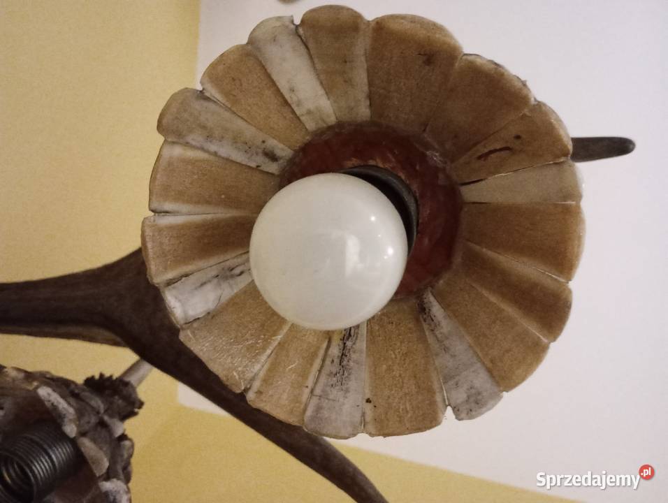 Poroże jelenia Pelagia