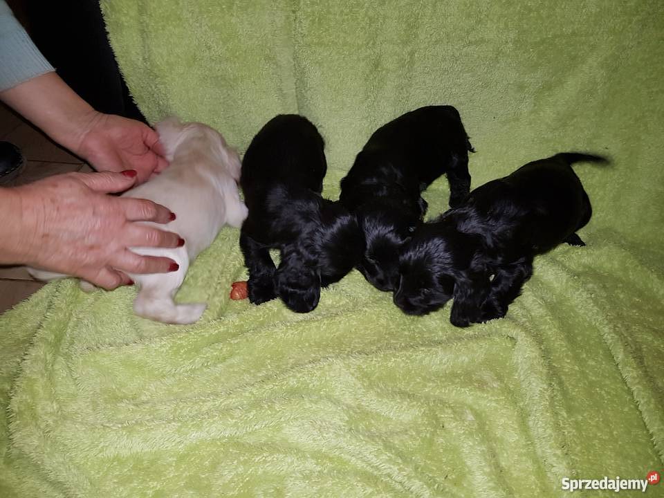 Oddam w rece Dobrzyca