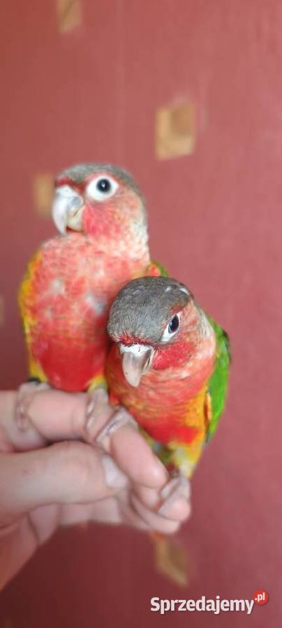 Ręcznie karmione rudosterki z papierami fajnie Tychy