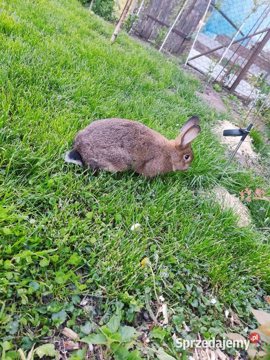 Króliki szary wiedeński Jarosław