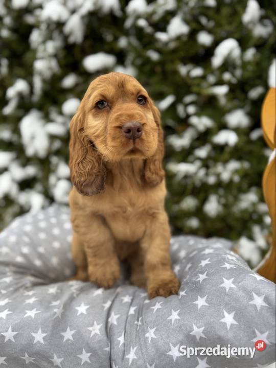 Jedyny taki Piękny piesek Cocker Spaniel Warszawa