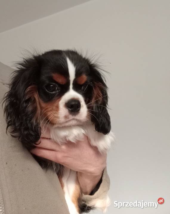 Cavalier King Charles Spaniel tricolor rodowód Częstochowa