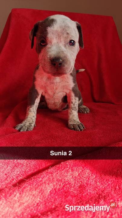 Suczka Blue Marle Amstaff łódzkie